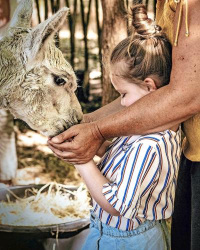 Het Alpacaproject doet een beroep op het zachtaardige karakter van alpaca’s als therapeutische viervoeters. © We Love Collette